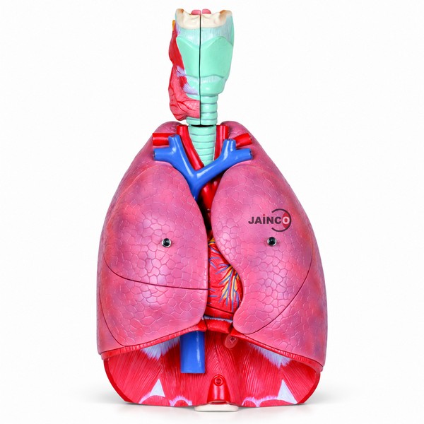 Human Respiratory System